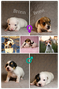 Jack Russell Terjeri kutsikad (3 foto / 6)