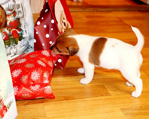 Jack Russell Terjeri kutsikad (4 foto / 6)