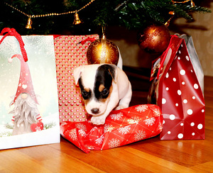 Jack Russell Terjeri kutsikad (6 foto / 6)