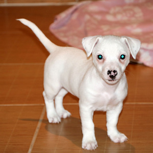 Jack Russell Terjeri kutsikas (1 foto / 4)