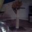 Когтеточка/лазалка для кошек trixie, серая (фото #3)