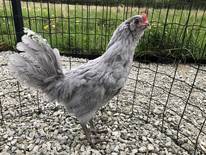 Lavendel araucana kukk (2 foto / 3)