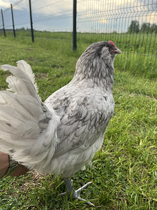 Ameraucana kuked tasuta (2 foto / 6)