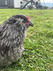 Ameraucana kuked tasuta (4 foto / 6)