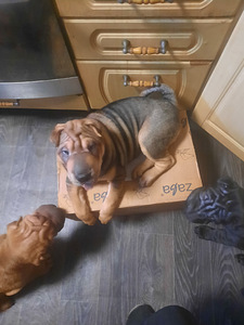 Shar Pei (2 foto / 6)