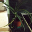 Aaloe taimedüle 3,5 a .vanused . (foto #2)