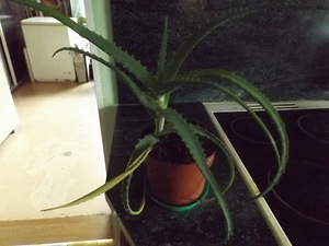 Aaloe taimed üle 3,5 a .vanused . (2 foto / 3)