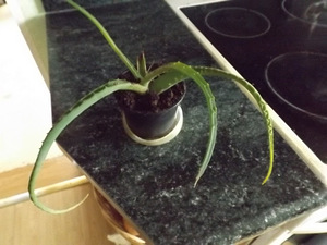 Aaloe taimed üle 3,5 a .vanused . (3 foto / 3)