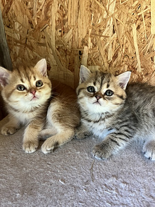 Британские котята (2 фото из 2)