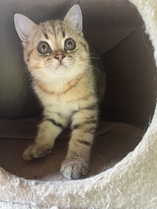Британский котёнок (1 фото из 2)