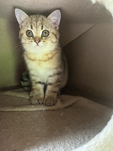 Британский котёнок (2 фото из 2)