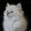 Котята породы невская маскарадная (фото #2)