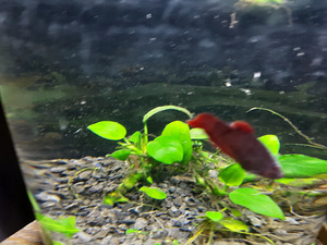 Miniakvaarium 3,4l kaladega (3 foto / 3)