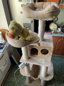 Кошачье дерево (2 фото из 2)