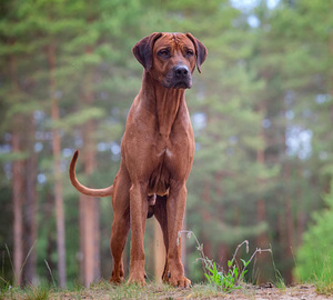 Rhodesian Ridgeback (6 foto / 8)