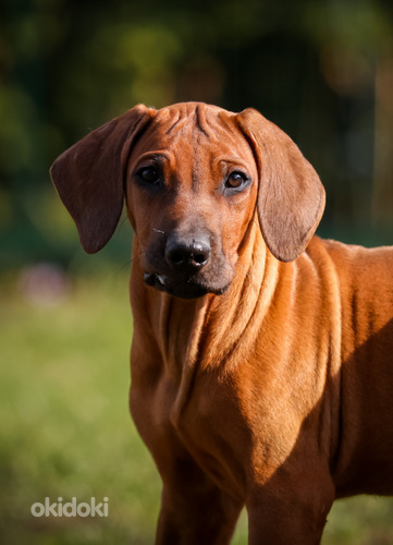 Rodēzijas ridžbeks