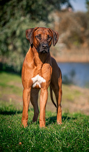Rhodesian ridgeback (5 фото из 7)