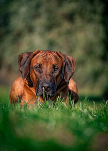 Rhodesian ridgeback (6 фото из 7)