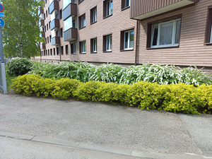 Pakun majahoidja tööd ainult tänaval