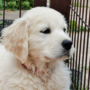 Golden Retriever Puppies (1 foto / 7)