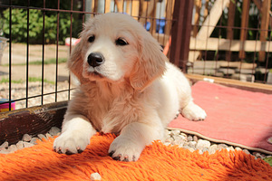 Golden Retriever Puppies (7 foto / 7)