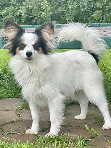 Papillon