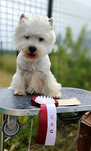 West highland white terrier (3 foto / 8)