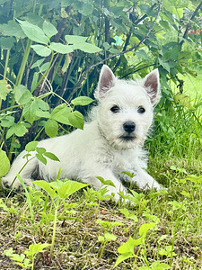 West highland white terrier