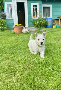 West highland white terrier (5 foto / 8)