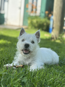West highland white terrier (2 foto / 8)