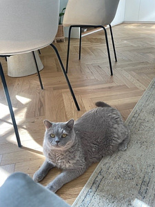 Ära anda Briti lühikarvaline kass (2 foto / 4)