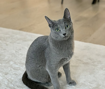 Продается русский голубой котенок