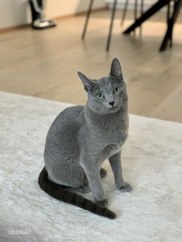 Продается русский голубой котенок (фото #1)