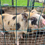 Поросята вьетнамской свинки (фото #2)