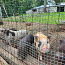 Vietnami siga põrsad (foto #3)