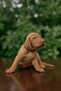 Vizsla / Ungari lühikarvalise linnukoera kutsikad (5 foto / 7)