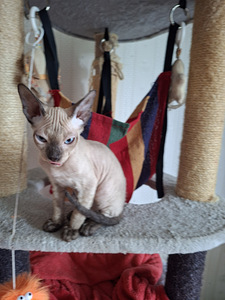 Don Sphynx kassipoeg (2 foto / 3)
