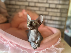 Котята канадского сфинкса (5 фото из 10)
