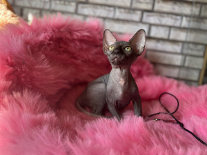 Котята канадского сфинкса (9 фото из 10)
