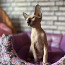 Kanādas sfinksu kaķēni (foto #5)