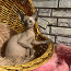 Kanādas sfinksu kaķēni (foto #1)