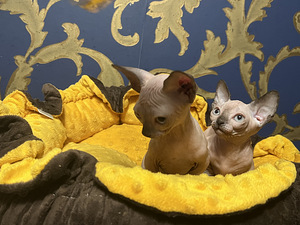 Sfinksu kaķēni - bambino (7 foto no 10)