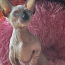 Bambino Kanādas sfinksu kaķēni (foto #1)