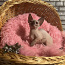 Котята канадского сфинкса- бамбино (фото #5)
