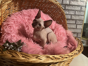 Котята канадского сфинкса- бамбино (6 фото из 10)