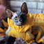 Sfinksas kaķēns (foto #1)