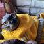 Котенок канадского сфинкса (фото #4)