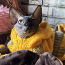 Sfinksas kaķēns (foto #5)