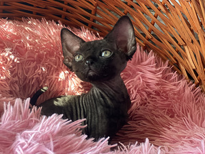 Devon Rex kaķēni (9 foto no 10)