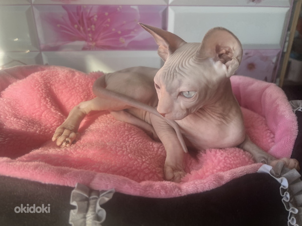 Котята канадского сфинкса